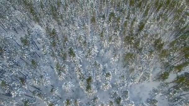 Kış orman yukarıdan. Karla kaplı orman üzerinde hava uçuş. — Stok video