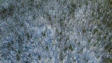 Kış orman yukarıdan. Karla kaplı orman üzerinde hava uçuş.