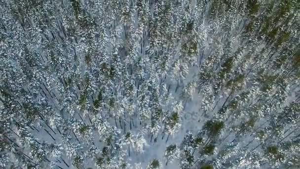 4K. Forêt d'hiver d'en haut. Vue aérienne, vue aérienne . — Video