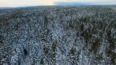 Çam ve köknar ağaçları kış ormandaki Karda donmuş. Görüntüleri yapılan uçak.