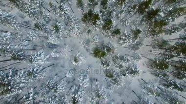 Çam ve köknar ağaçları kış ormandaki Karda donmuş. Görüntüleri yapılan uçak.