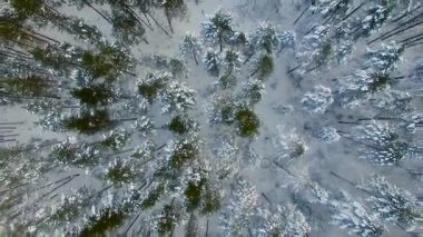 Anteni: Uçuş kış orman yukarıda. Pines karla kaplı. Üstten Görünüm.