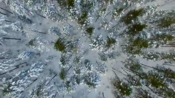 Aérea: Vuelo sobre bosque de invierno. Pinos cubiertos de nieve. Vista superior . — Vídeos de Stock