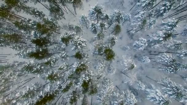 空中︰ 冬季森林上空的飞行。白雪覆盖着的松林之间。顶视图. — 图库视频影像