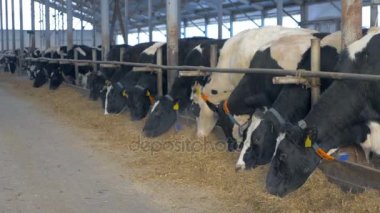 İnekler saman yeme çiftlik ahırda. İnek çiftliği kapalı.