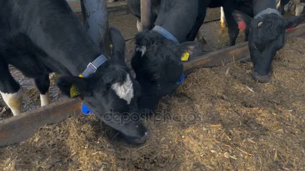 Vacas no celeiro da quinta a comer feno. Exploração de vacas dentro de casa . — Vídeo de Stock