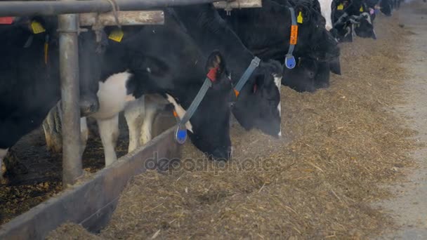 Vacas no celeiro da quinta a comer feno. Exploração de vacas dentro de casa . — Vídeo de Stock