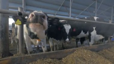 Süt inekleri cowshed kamera koklama içinde. Aşırı closeup karıncalar görünümü göz.