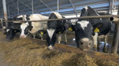 Birçok inekler, gruptaki akın. Kamera, cowshed içinde yemek isteyen inek sürüsü.