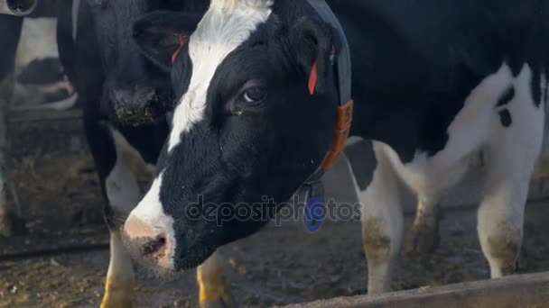 Vacas no celeiro da quinta a comer feno. Exploração de vacas dentro de casa . — Vídeo de Stock