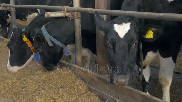 Vacas no celeiro da quinta a comer feno. Exploração de vacas dentro de casa . — Vídeo de Stock