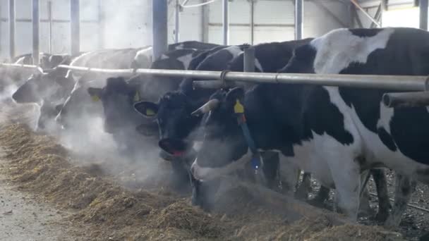 Vacas no celeiro da quinta a comer feno. Exploração de vacas dentro de casa . — Vídeo de Stock