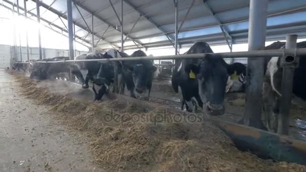 Sok tehenek, tenyésztési Farm. Keresi kamera, eszik a tehénistálló marhacsorda. — Stock videók