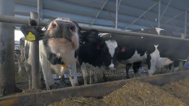 Молочные коровы в коровнике нюхают камеру. Extreme close seup ants eye view . — стоковое видео