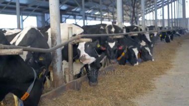 İnekler saman yeme çiftlik ahırda. İnek çiftliği kapalı.