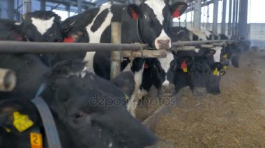İnekler saman yeme çiftlik ahırda. İnek çiftliği kapalı.