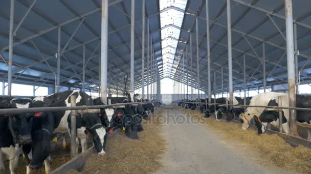 Many cows, flock in farm. Herd of cows looking in to camera, eating in cowshed. — Stock Video