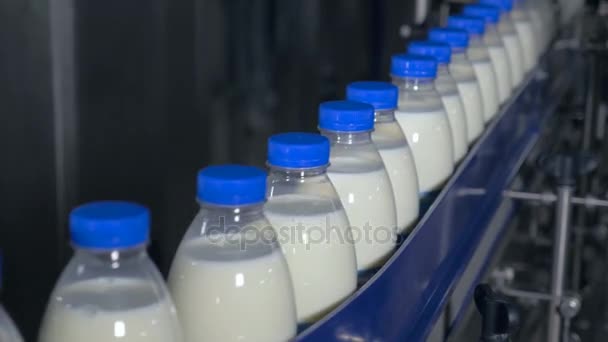 Süt fabrikası. Şişe süt üzerinde endüstriyel bir konveyör taşıma. — Stok video