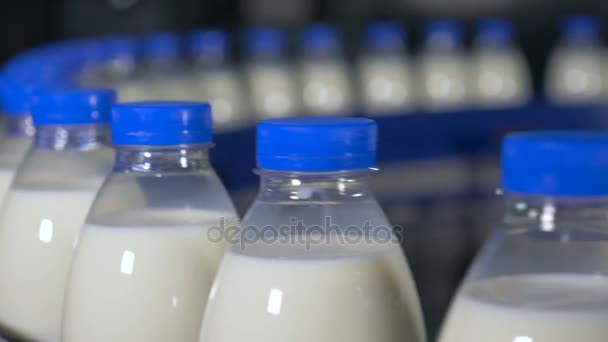 Melk fabriek. Flessen van melk bewegen op een industriële transportband. — Stockvideo