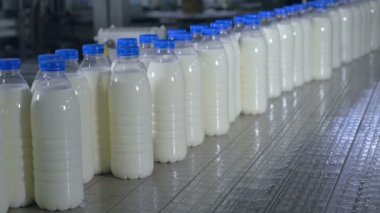 Birçok şişe süt süt üretim tesislerinde bir Konveyör bant.