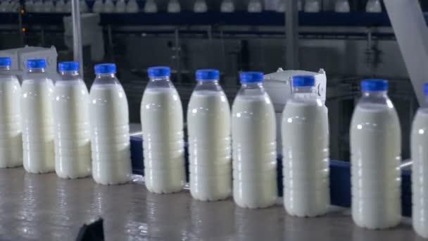 A friss tejtermékek, mozgó egy szállítószalag a palackok. Tejüzem termékek. — Stock videók