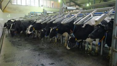 Çiftlikteki süt inekleri.