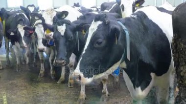 Yakın çekim. Kameraya bakarak kirli inekler.