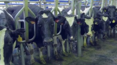 Süt inekleri bir çiftlik. Steadycam atış.