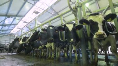 Bir çiftliğinde inek sağım otomatik.