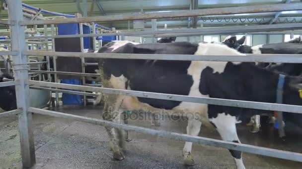 Βρώμικο αγελάδες περπάτημα σε ένα αγρόκτημα. — Αρχείο Βίντεο