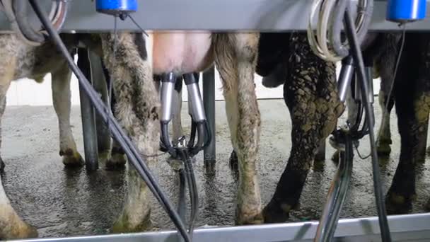 Ordenha automatizada de vacas em uma fazenda . — Vídeo de Stock