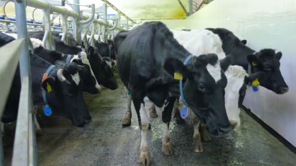 Nahaufnahme. Dreckige Kühe blicken in die Kamera. — Stockvideo