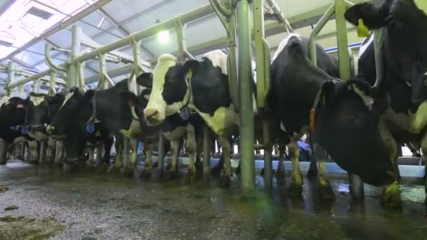 Close up cow funny face, nose at a farm. — Stock Video