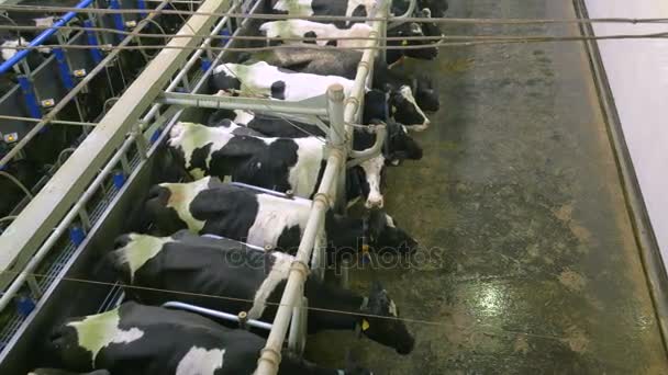 Automatisk mjölkning av kor på en gård. — Stockvideo