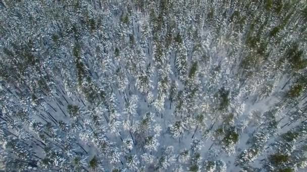 Arctic Tundra. winter frozen forest. Aerial footage. — Stock Video