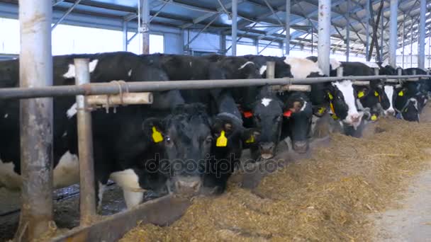 Vacas lecheras en un establo moderno. Amplio tiro . — Vídeos de Stock