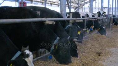 Grup saman modern çiftlik binada çiğneme sığır.