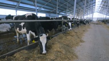 Grup saman modern çiftlik binada çiğneme sığır.