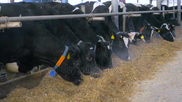 4k. Kühe fressen Heu in einem modernen Stall. Weitwinkelschuss. — Stockvideo