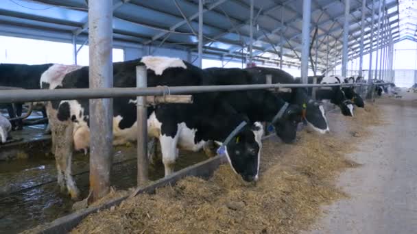 Σύγχρονες γεωργικές εκμεταλλεύσεις. Αγελάδες σε σταθερή κατανάλωση. — Αρχείο Βίντεο