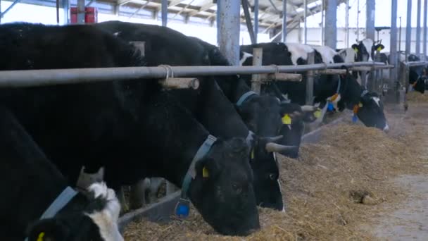 Group of cattle chewing hay in modern farm building. — Stock Video