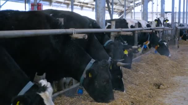 Skupina skotu žvýkat seno v moderní zemědělské budovy. — Stock video