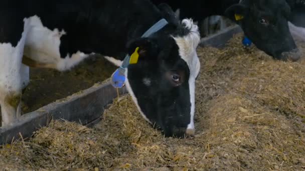 Vacas en granja moderna. De cerca. . — Vídeo de stock
