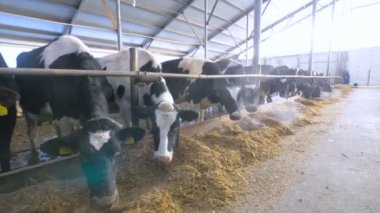 Süt inekleri modern istikrarlı bir. Geniş çekim.