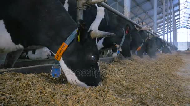 4K. Vacas a comer feno num estábulo moderno. Fechar tiro . — Vídeo de Stock