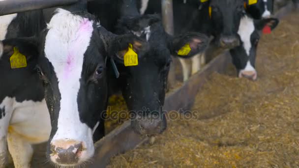 Fecha. Vacas leiteiras comendo feno em um celeiro de fazenda moderna com  . — Vídeo de Stock