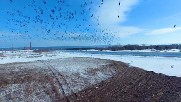 Lugar de vertedero con bandada de aves carroñeras cuervos, cuervos. Tiro aéreo épico . — Vídeos de Stock