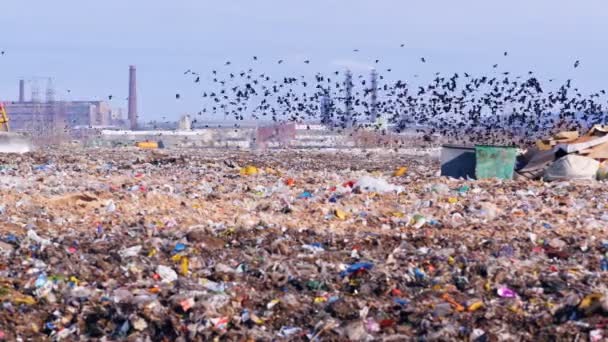 Flock of scavenging birds on a landfill site with piles of garbage. — Stock Video