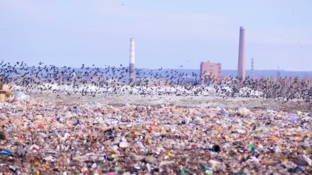 Stortplaats met stapels vuilnis, zwerm opruiming vogels op de achtergrond. — Stockvideo