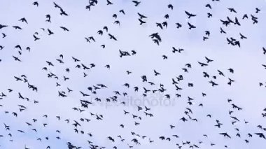 4 k. Kuşlar sürüsü kargaları karşı mavi bir gökyüzü bulutlar ile kaynıyor.